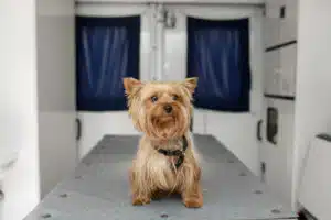 Ambulanza cani