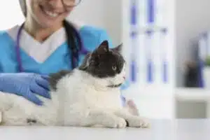 Ambulanza gatti